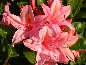 Azalia mieszańcowa (Rhododendron hybridum) Soire de Paris